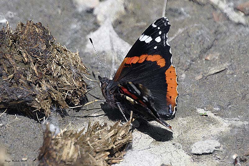 Vanessa atalanta, Apatura ilia, Zygaena filipendulae